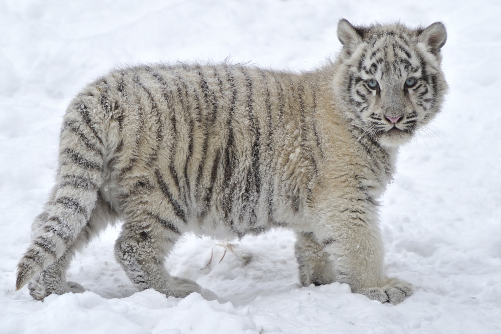 White Snow Tiger Cub by Josef Gelernter / 500px