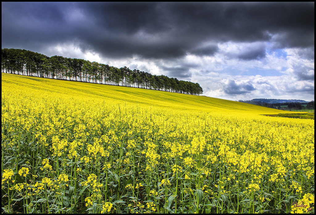 A yellow hill by valterpelizzaro / 500px