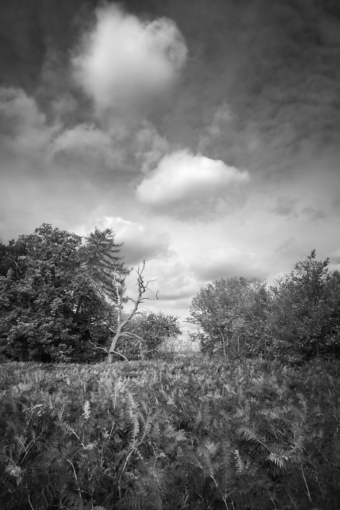 IMAGE: https://drscdn.500px.org/photo/276972783/m%3D900/v2?user_id=531773&webp=true&sig=cae9c5c7b81500ec5ce5fd6804e1907df0e55c114165c5121206549cc1168691