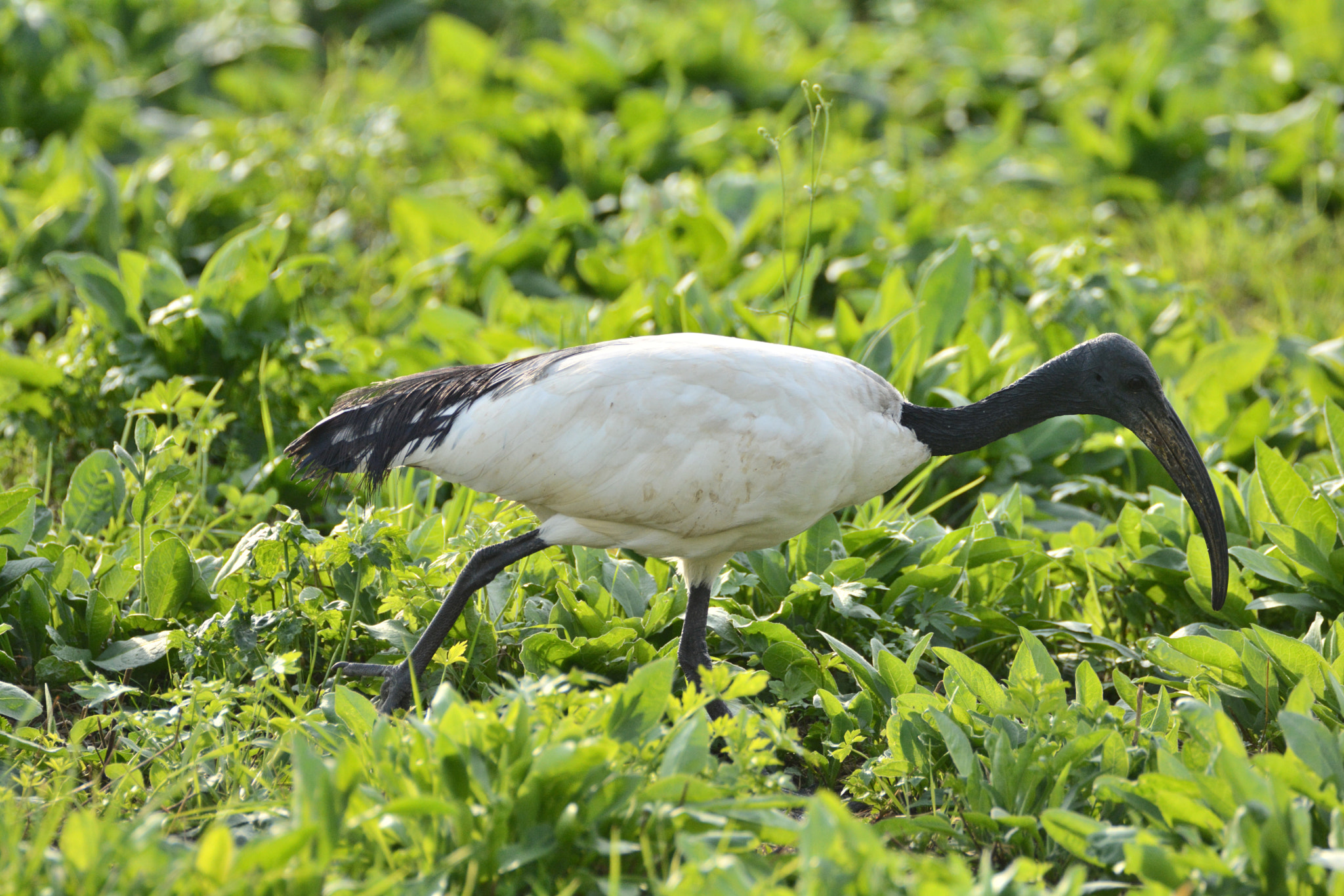 v2?sig=31f2d5f175bd2b04b9b3a38db1fc17323