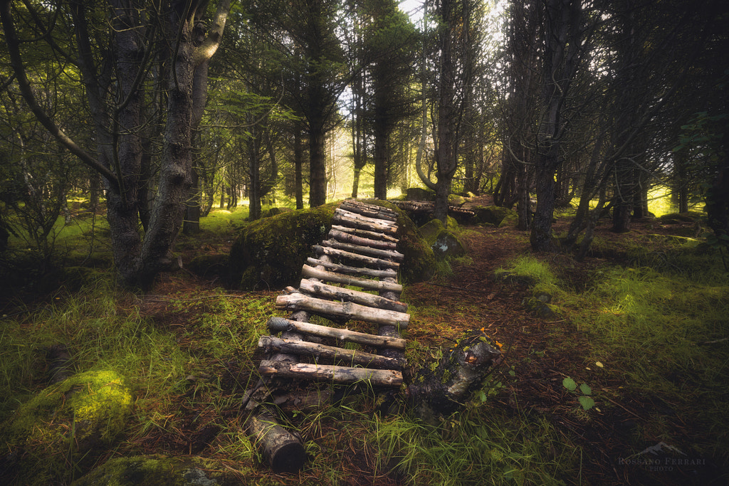 Magic Forest by Rossano Ferrari on 500px.com