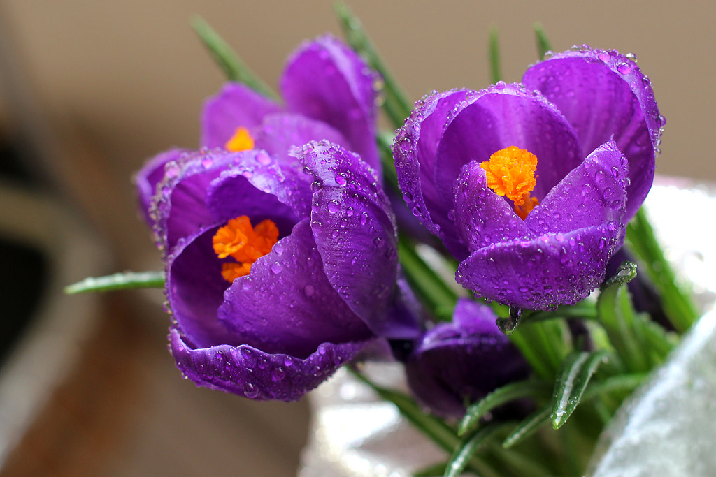 crocus, автор — Tatiana Borisenko на 500px.com