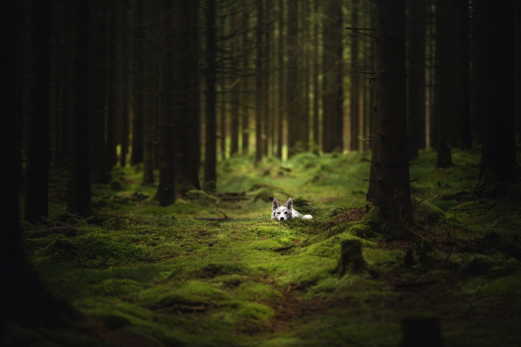 Cute Forest Creature by Alicja Zmysłowska on 500px.com