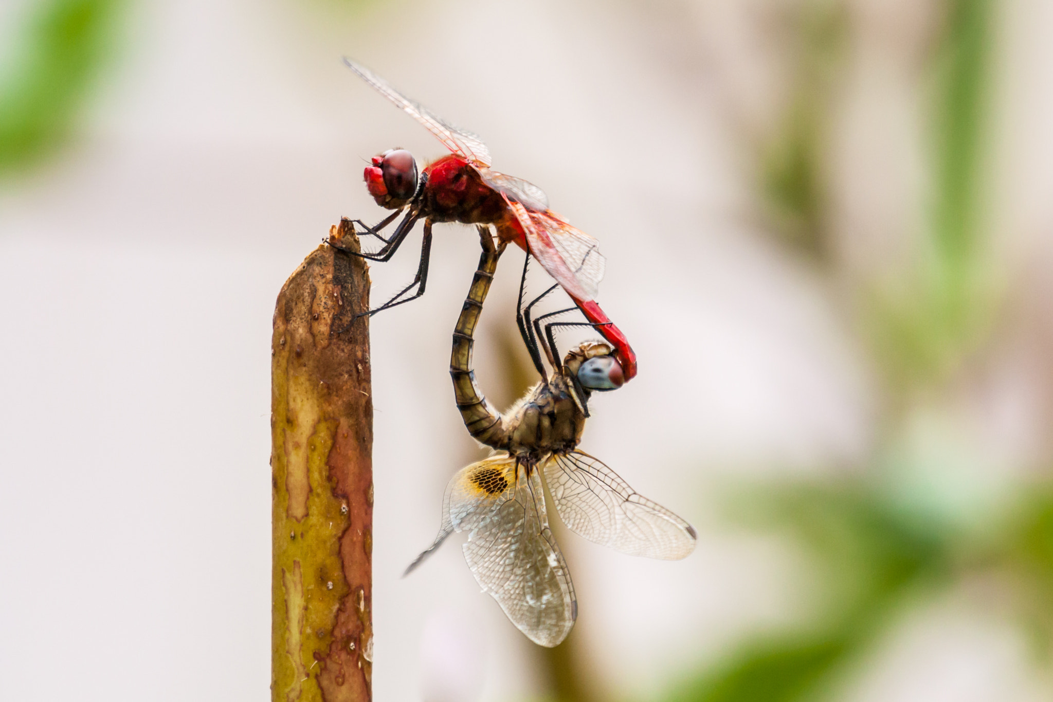 Closeup of two dragonflies mating