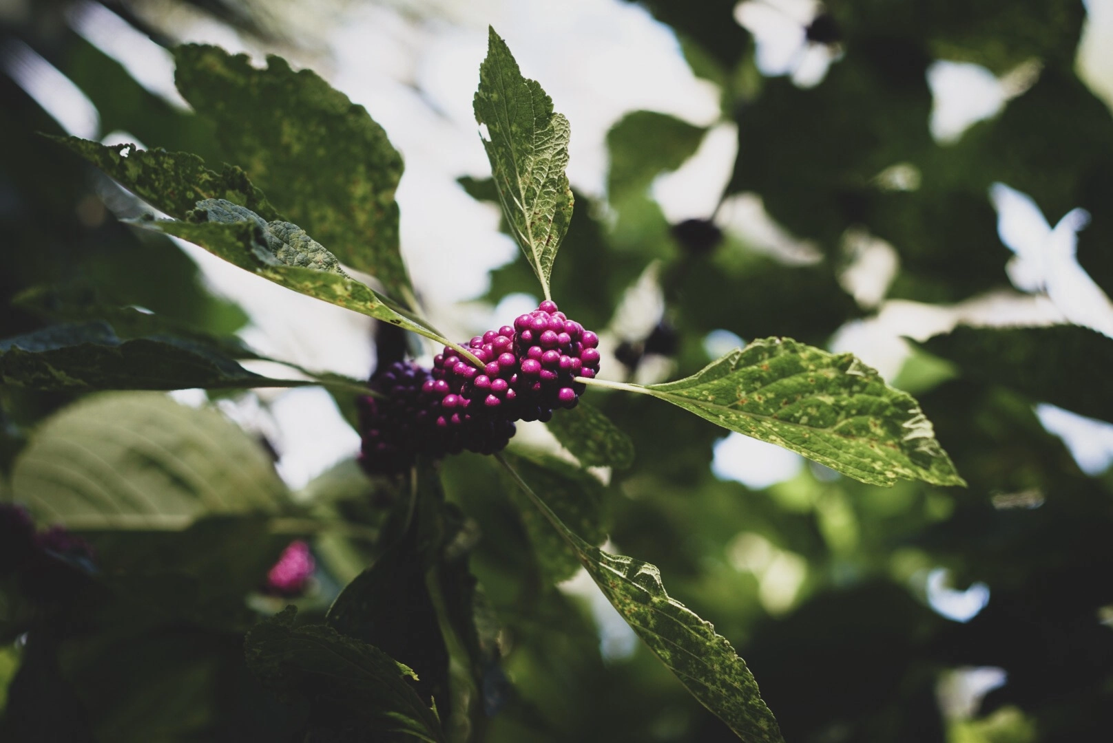 v2?sig=be2efbeef2140c61b984a3acc32d00f41d5210176fde86ab003c27fc4f863ac2