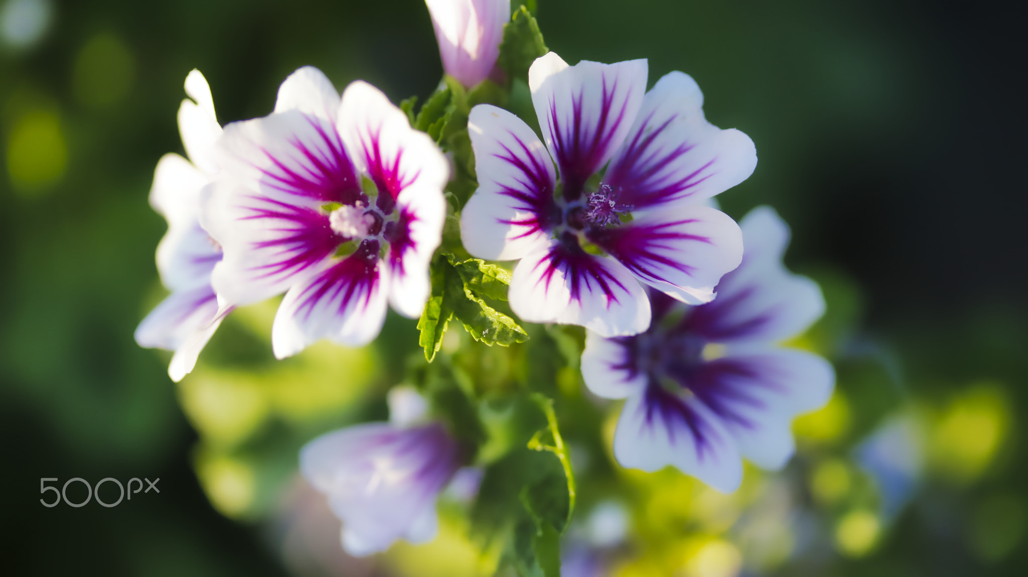 Best of Nature