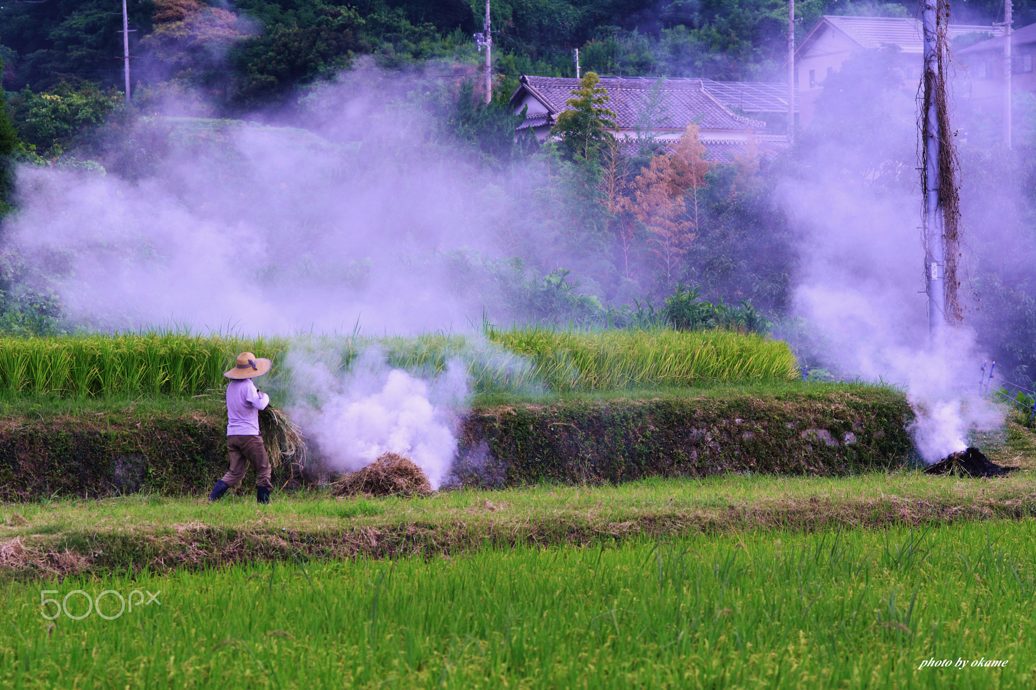 Rice field work