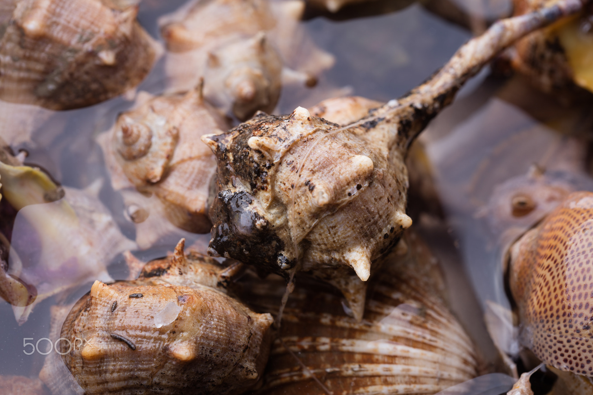 Sea snail,close up