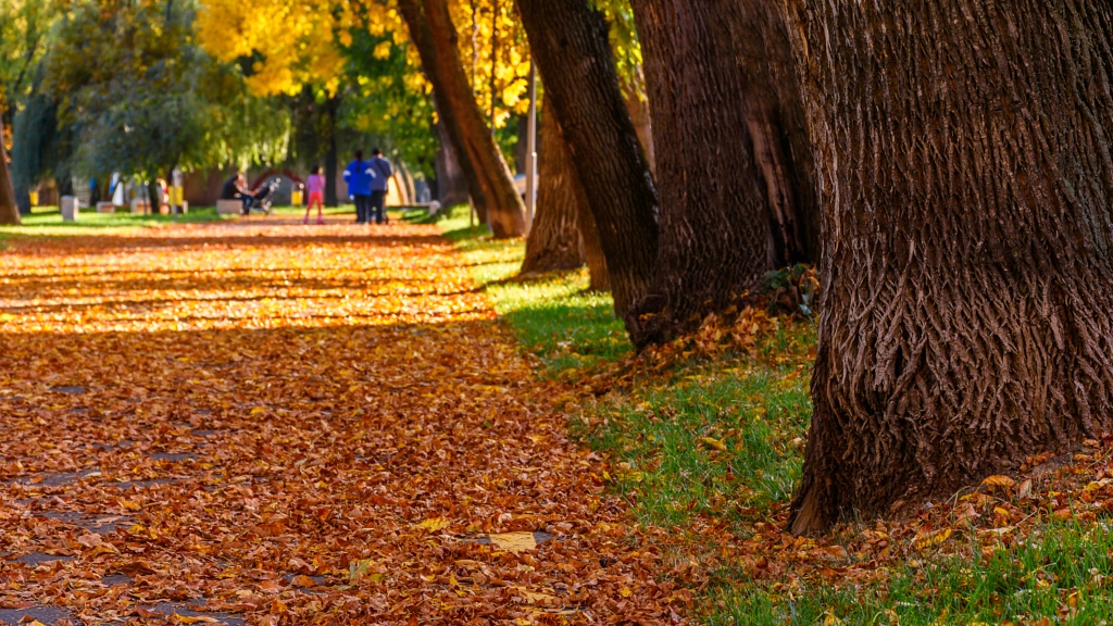 Autumn in the park by Milen Mladenov on 500px.com