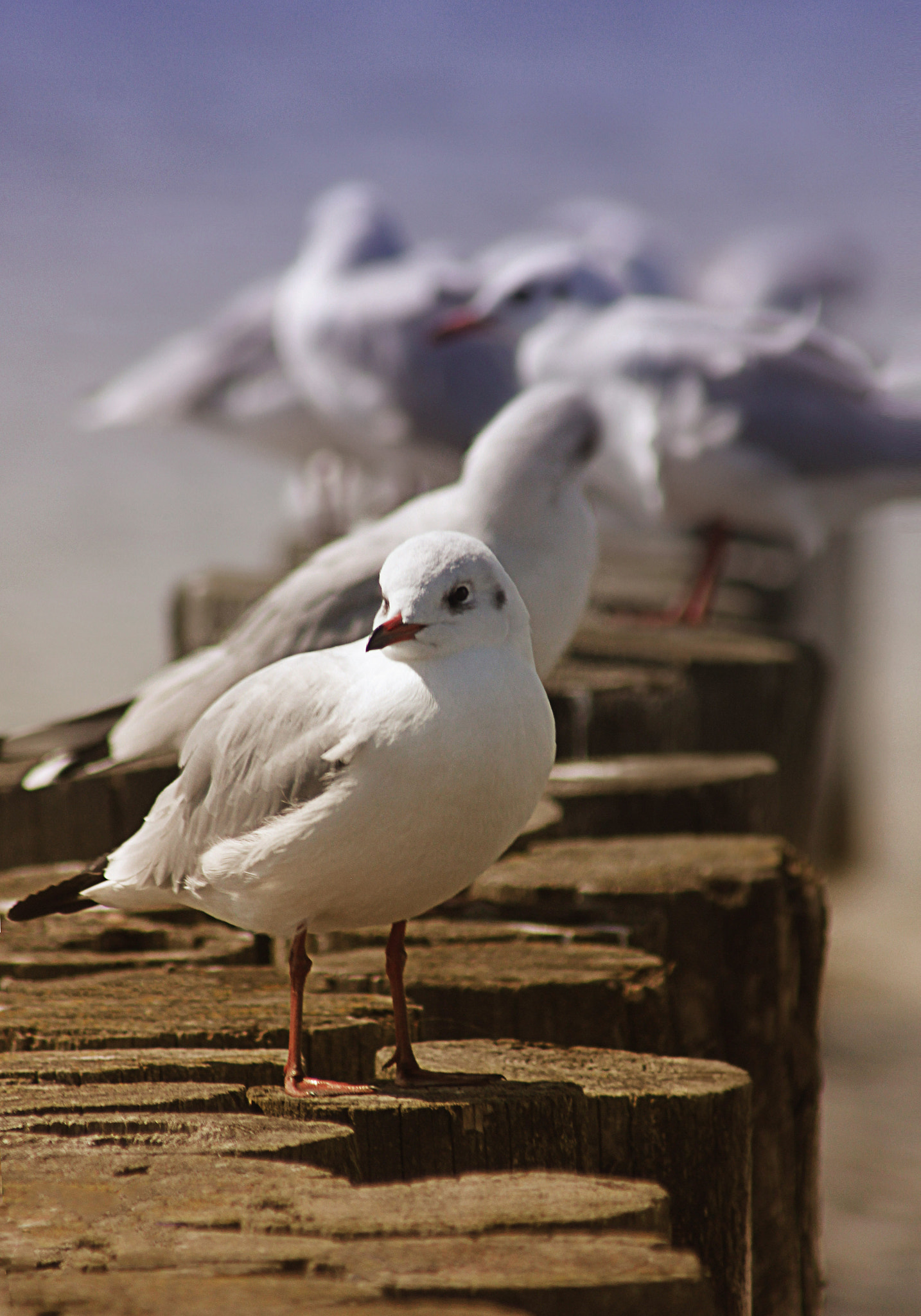 Seagulls