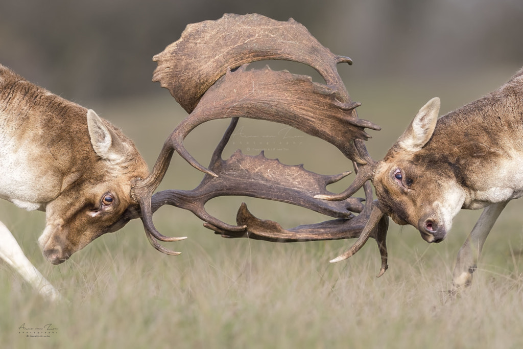 Battle of the giants... by Arno van Zon on 500px.com