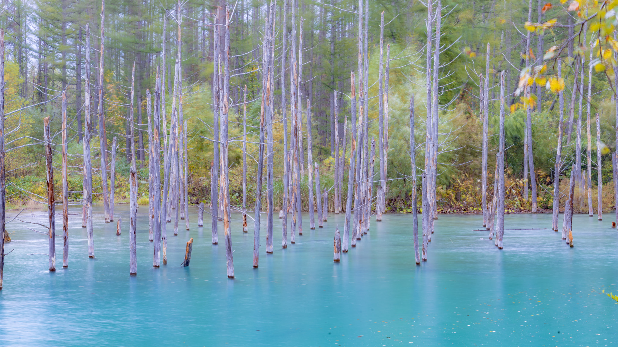 Japan Autumn