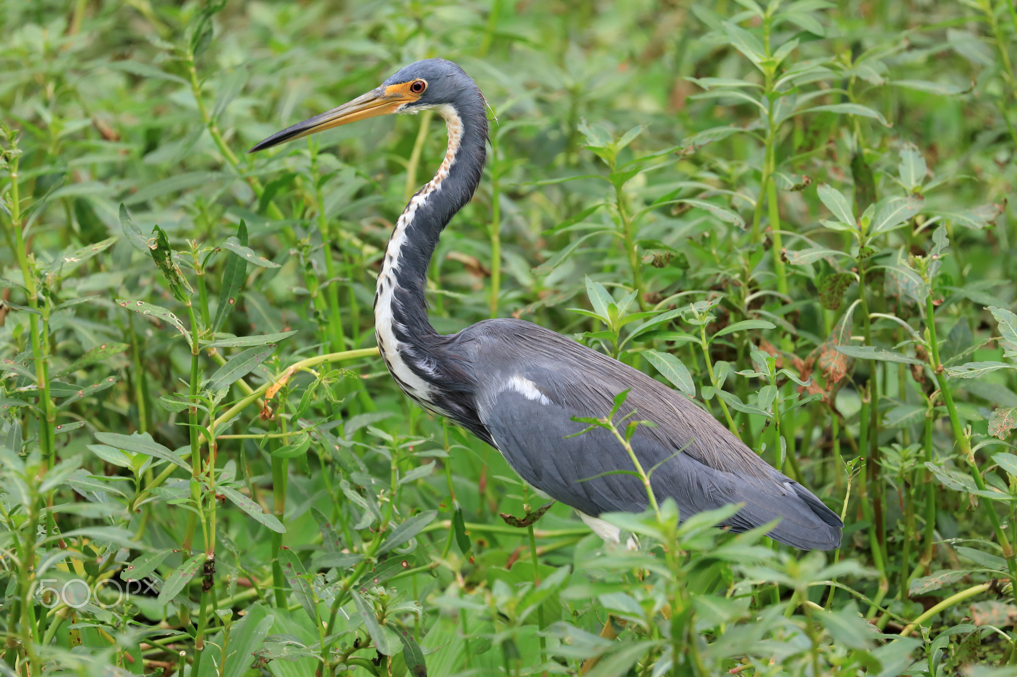 Tri Colored Heron