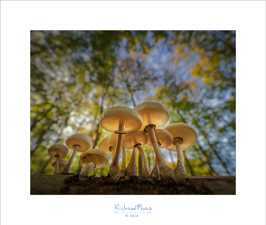 Porcelain Fungus by Richard Paas on 500px.com