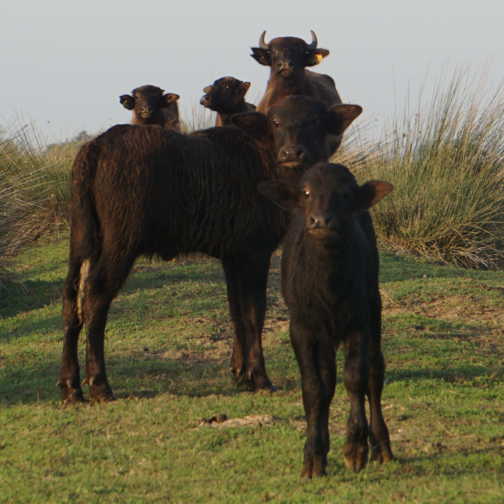 Balak