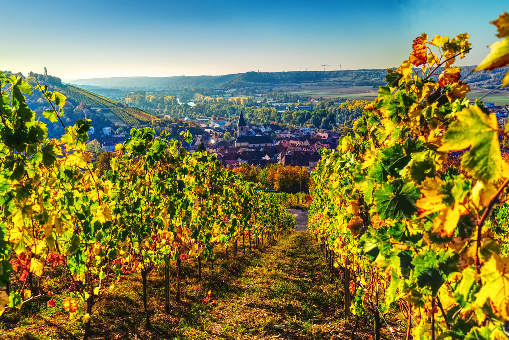 herbstlicher Weinberg über Randersacker von Marc Eisele auf 500px.com