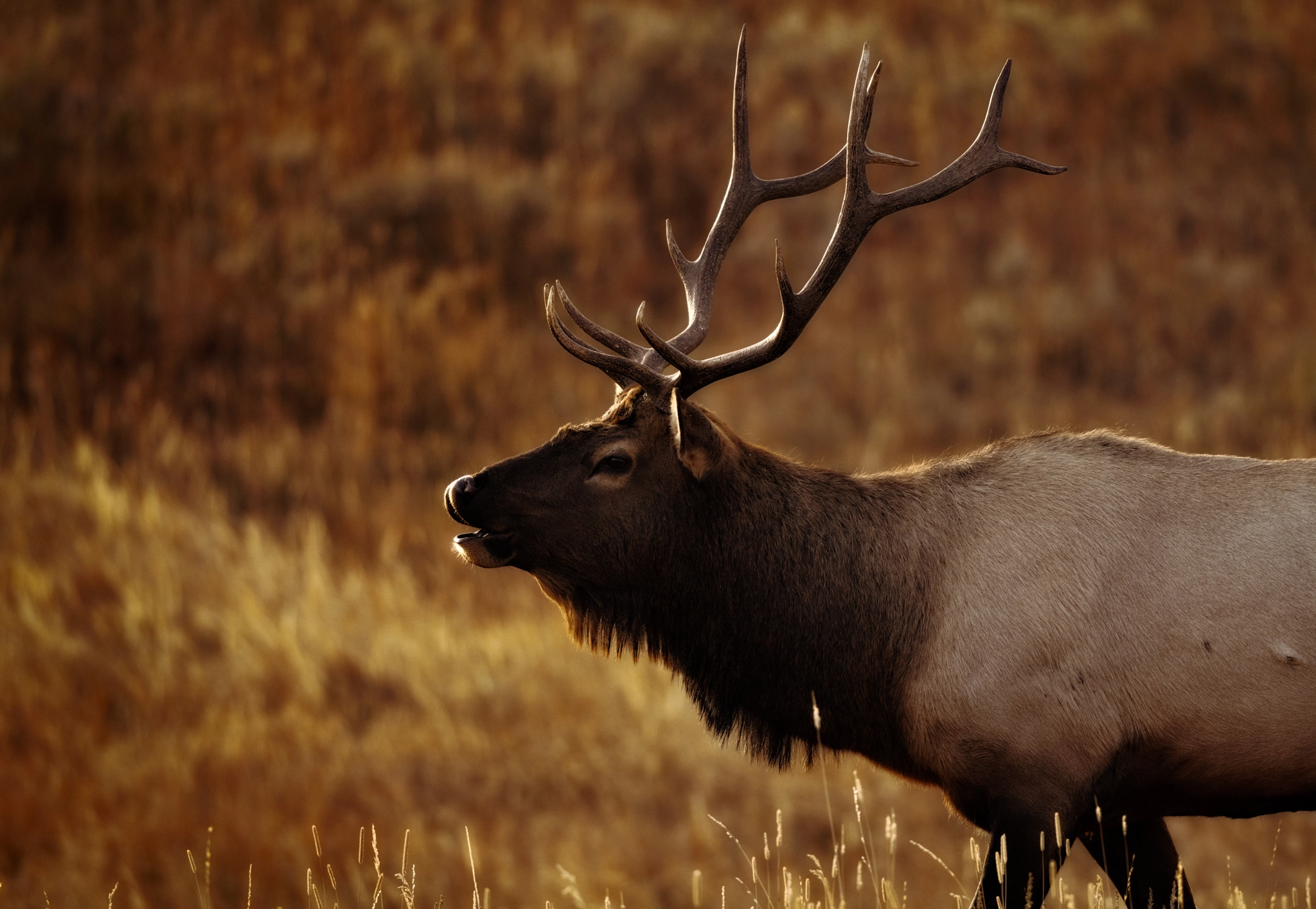 Elk in Yellowstone National Park