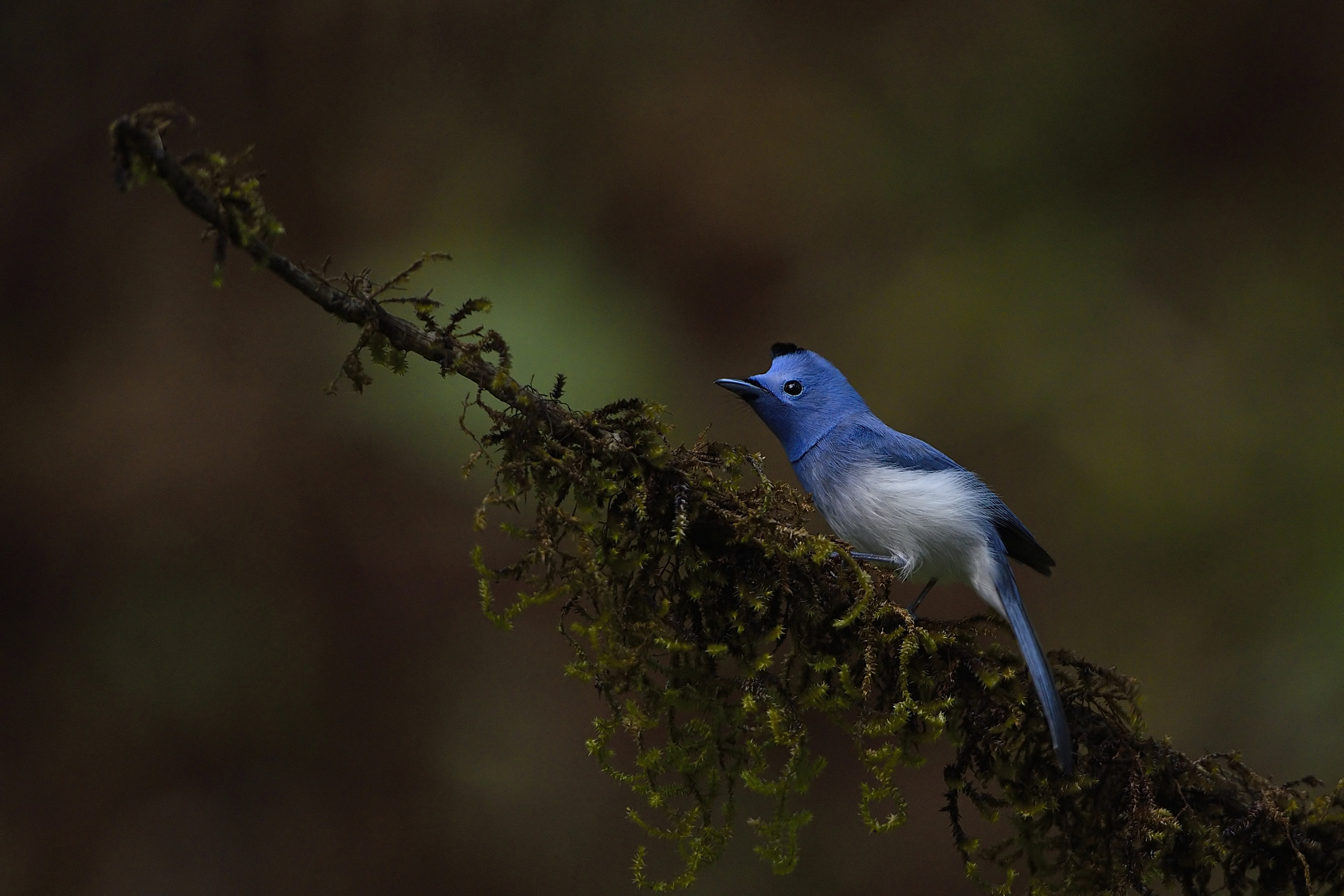 Black naped Monarch