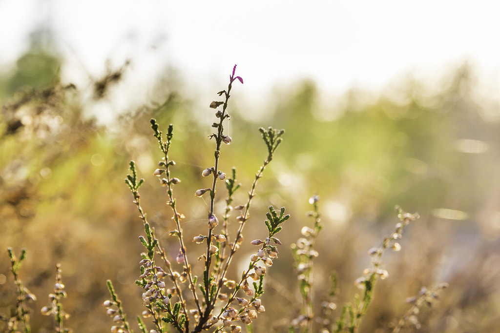 Hill of a heather by Dmitry T. on 500px.com