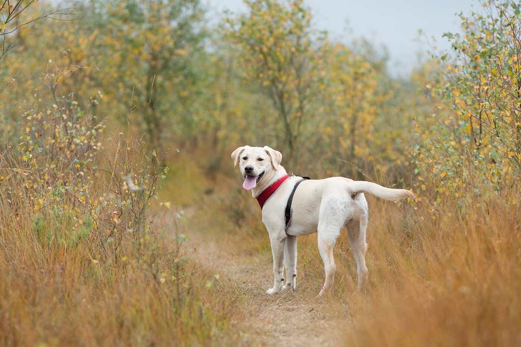 IMAGE: https://drscdn.500px.org/photo/278568645/m%3D900/v2?user_id=531773&webp=true&sig=bc9c4a8924db7ae2f394f802066ea7a2d24593a4cb2459c62f44536ee241adef