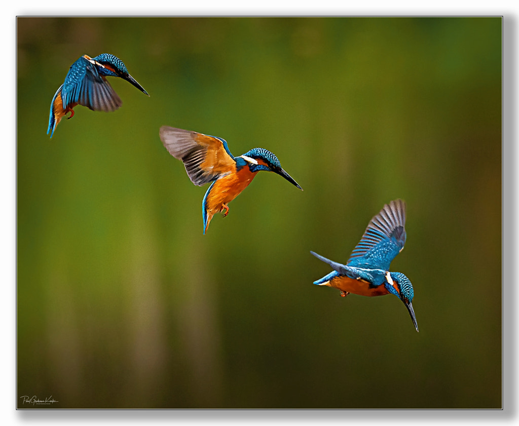 The Dive .... by Paul Keates on 500px.com