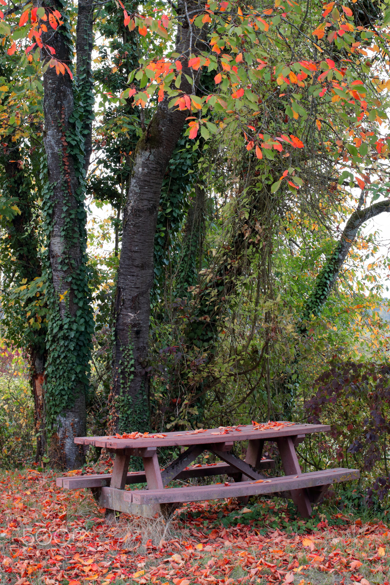 Autumnal picnic area