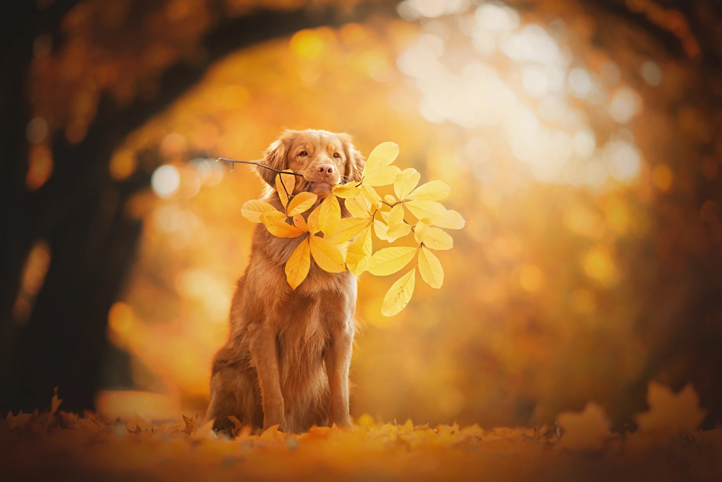 Autumn Monochrome by Alicja Zmysłowska on 500px.com