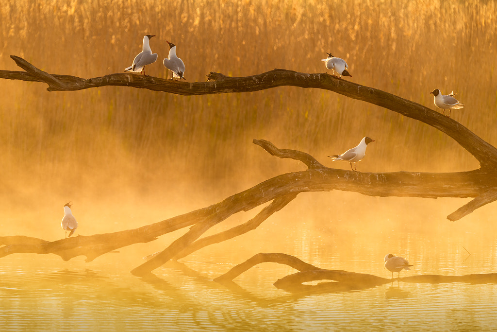 Gull chat by Sandy Spaenhoven on 500px.com