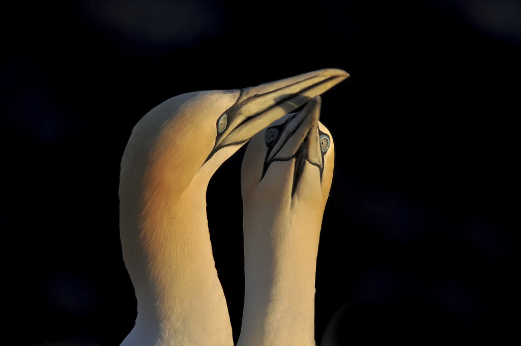 Northern Gannets in love during sunset by Fred van Maurik on 500px.com