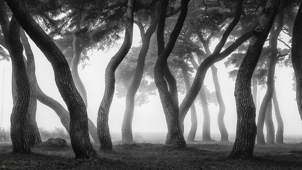 black and white pictures - Shall we dance by Tiger Seo on 500px.com