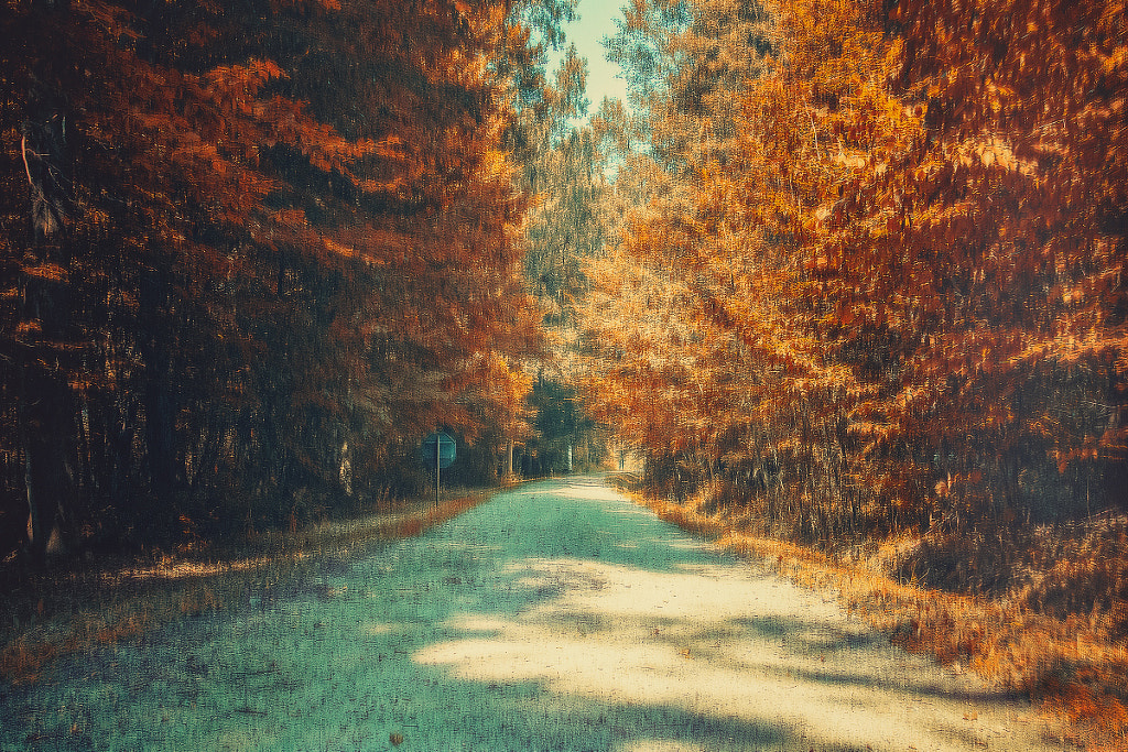 autumn walk, автор — Lech Radecki  на 500px.com
