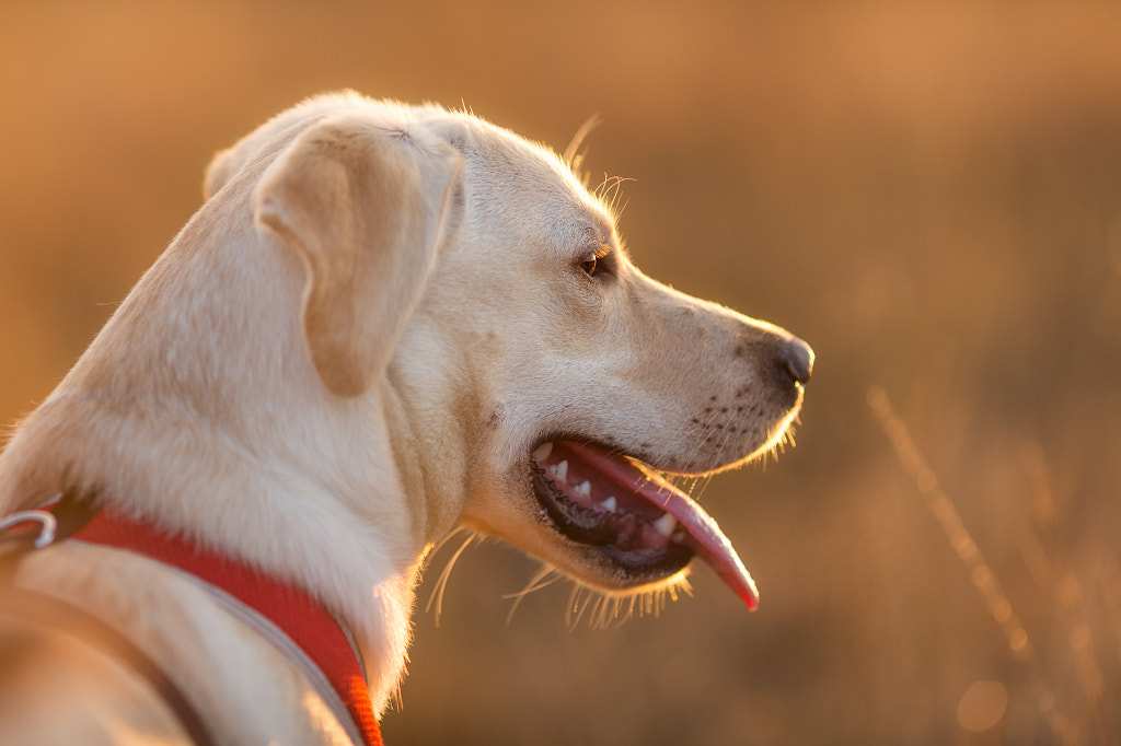 IMAGE: https://drscdn.500px.org/photo/279172337/m%3D900/v2?user_id=531773&webp=true&sig=437832eedb3c7d86a002b0527cfe913b57d8b3dd634f24ec7434d03d852a6456