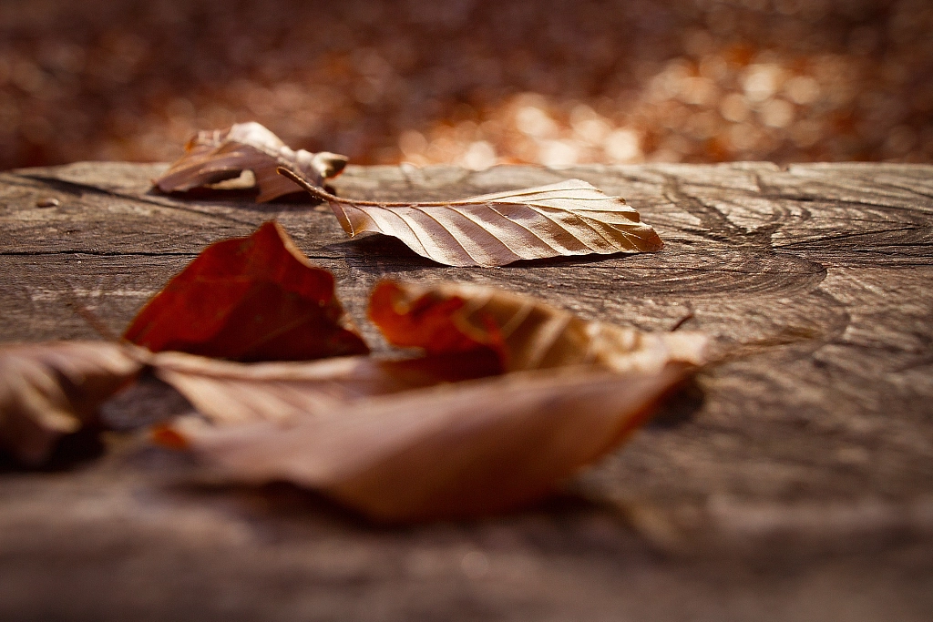 Autumn still life 1 by Yaroslav Baran on 500px.com