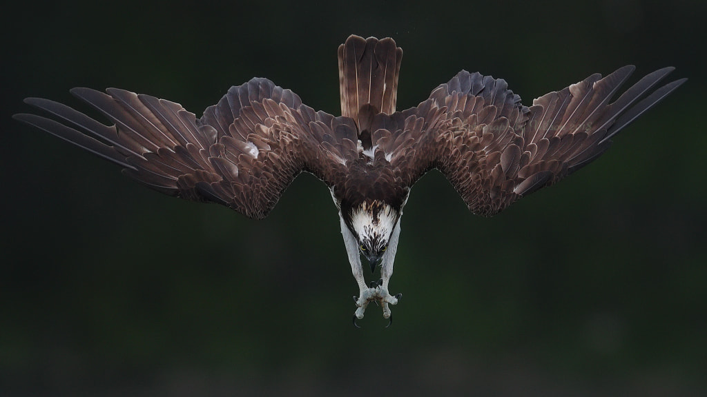 500px.comのWilson chenさんによるOsprey