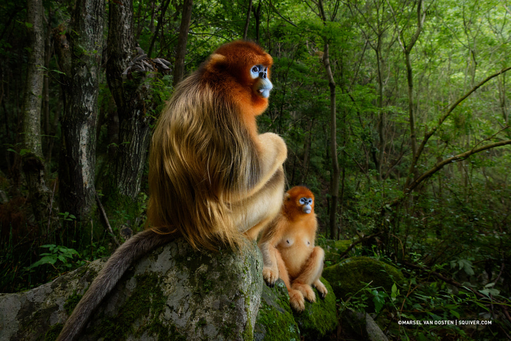 Wildlife Photographer Of The Year 2018 by Marsel van Oosten on 500px.com