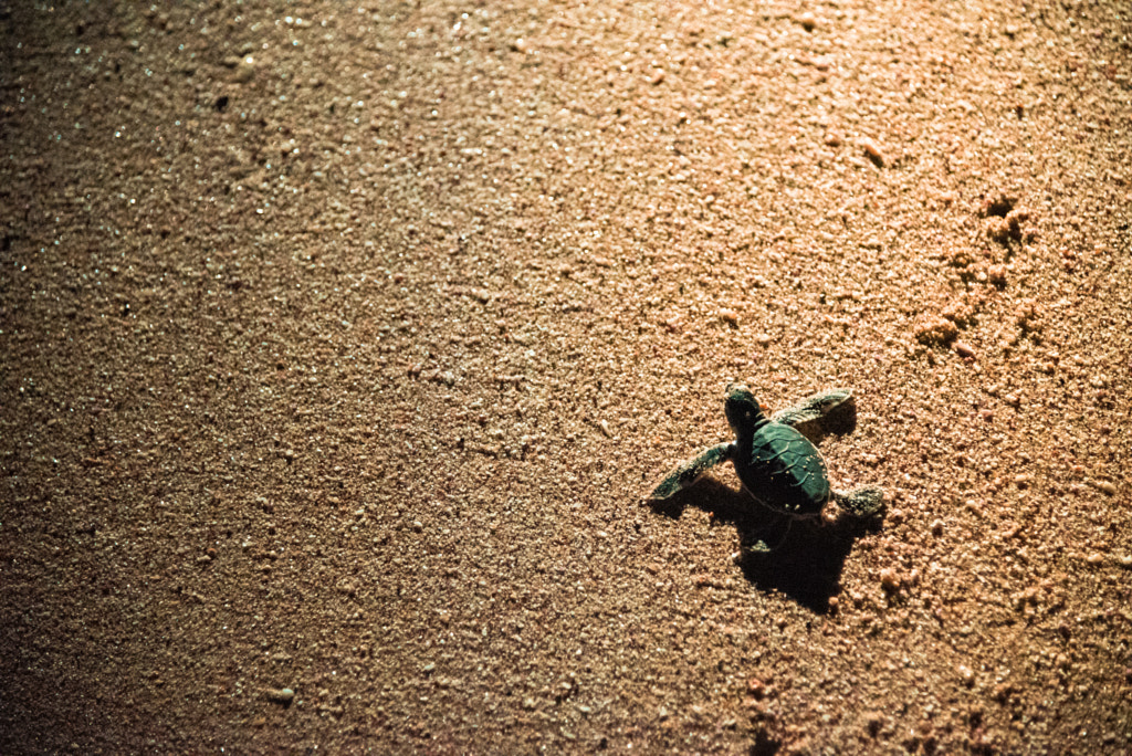 Baby green turtle by Luca Salvi on 500px.com