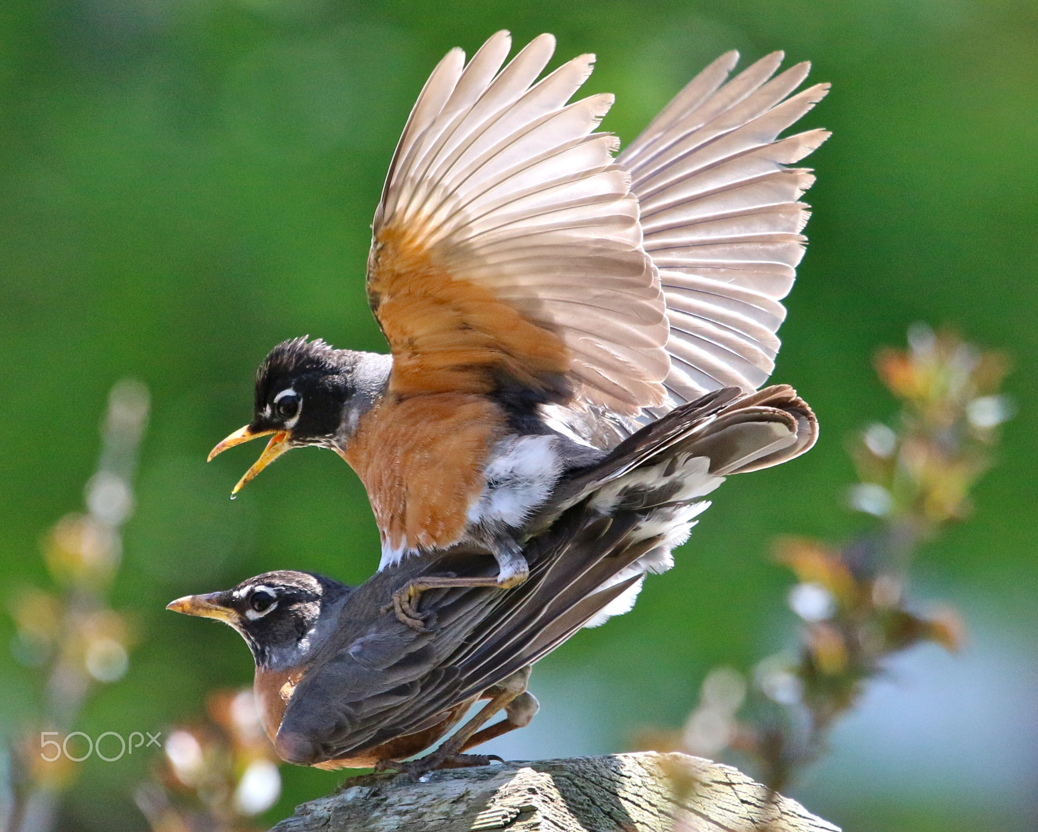 Robin Porn