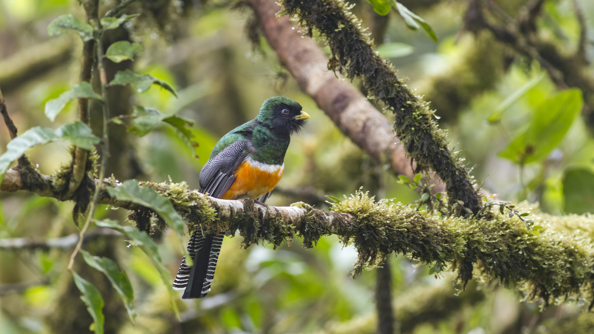 Orange-bellied Trogon