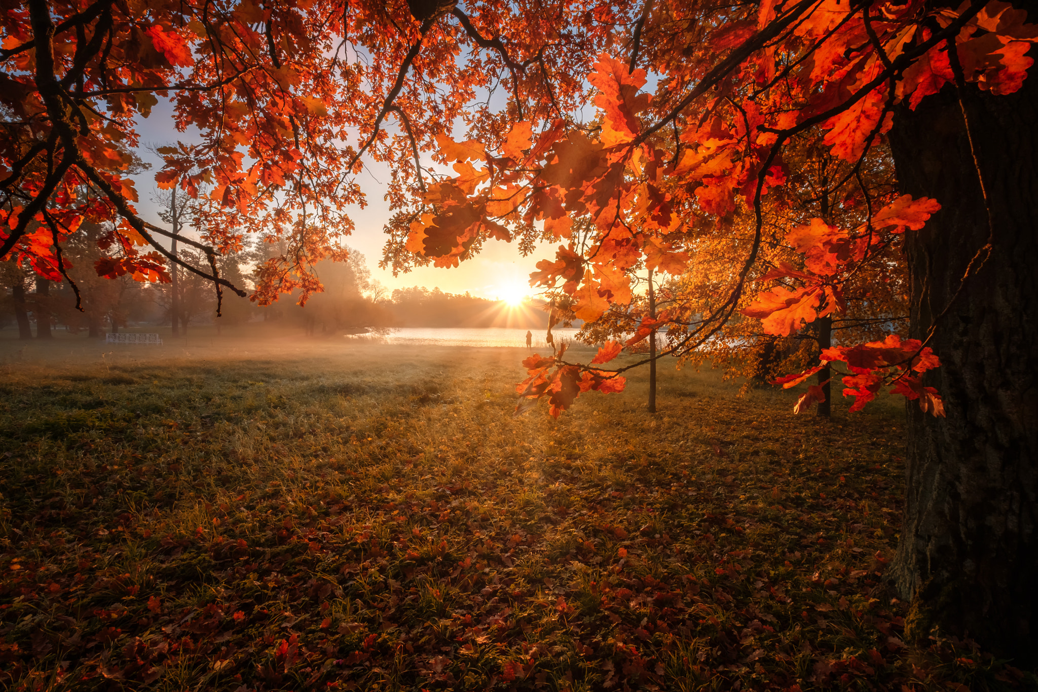 Sun in the leaves