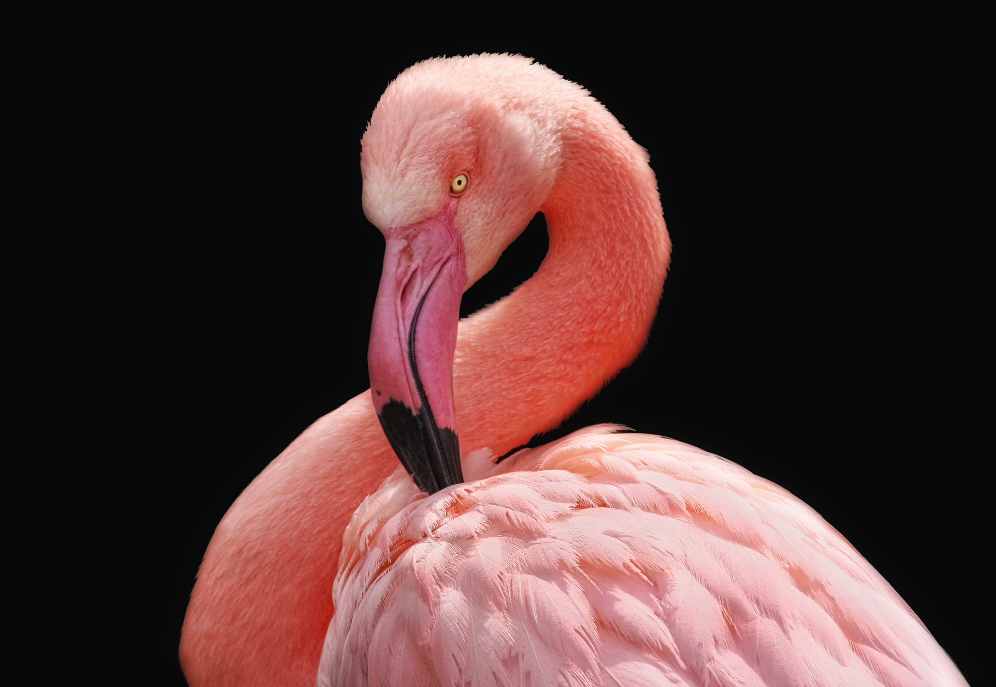 flamant