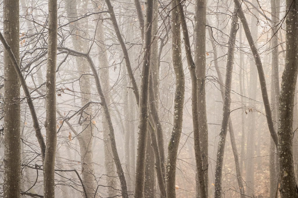 Misty by Dac?te Be?ere on 500px.com