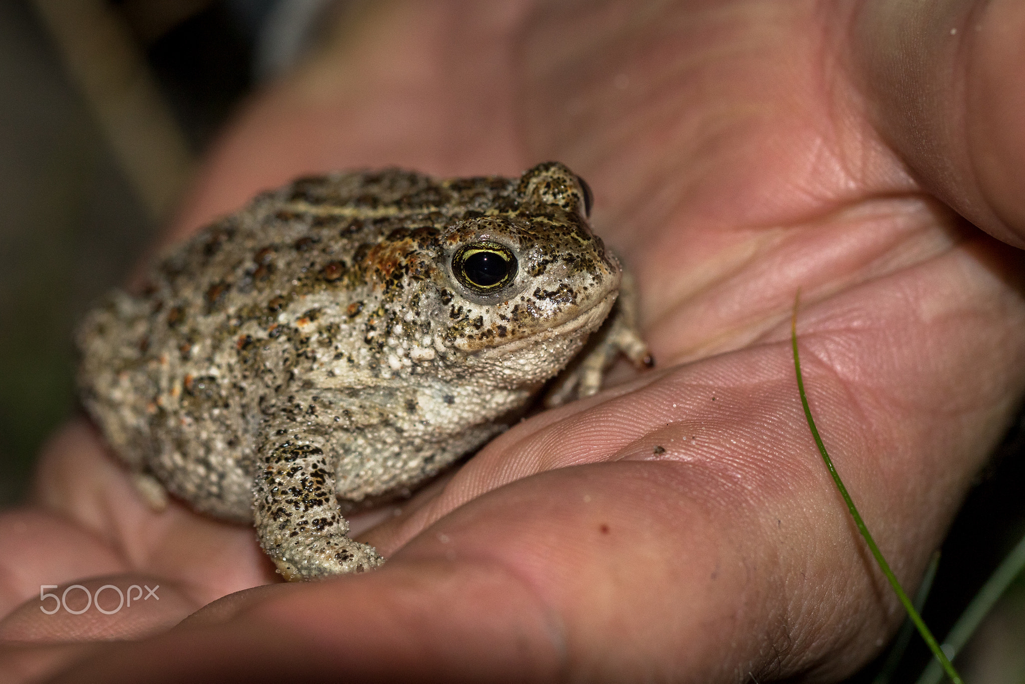 The natterjack toad, Bufo calamita, sitting in a mans hand.