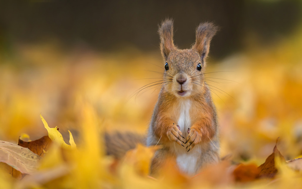 Squirrel in fallen leaves by Viсtor Dubinkin on 500px.com