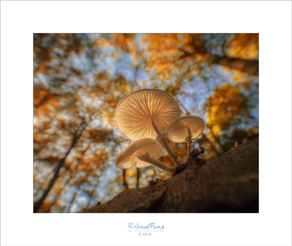 Porcelain Fungus by Richard Paas on 500px.com