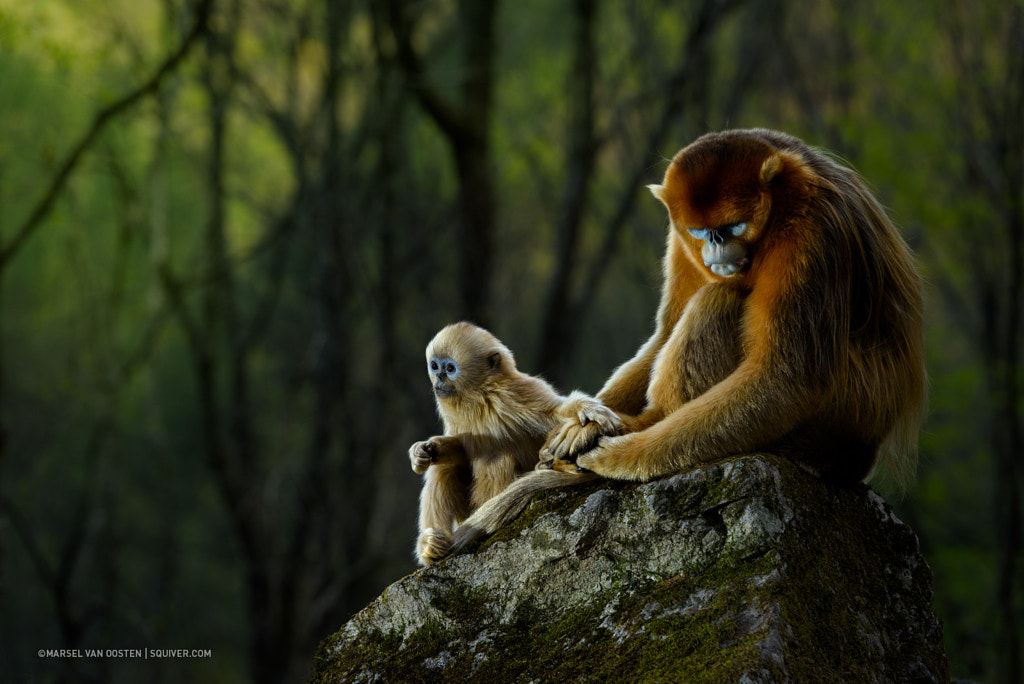 Protection by Marsel van Oosten on 500px.com