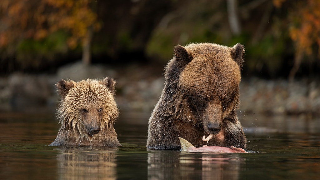 Looking for a Bite by Henrik Nilsson on 500px.com