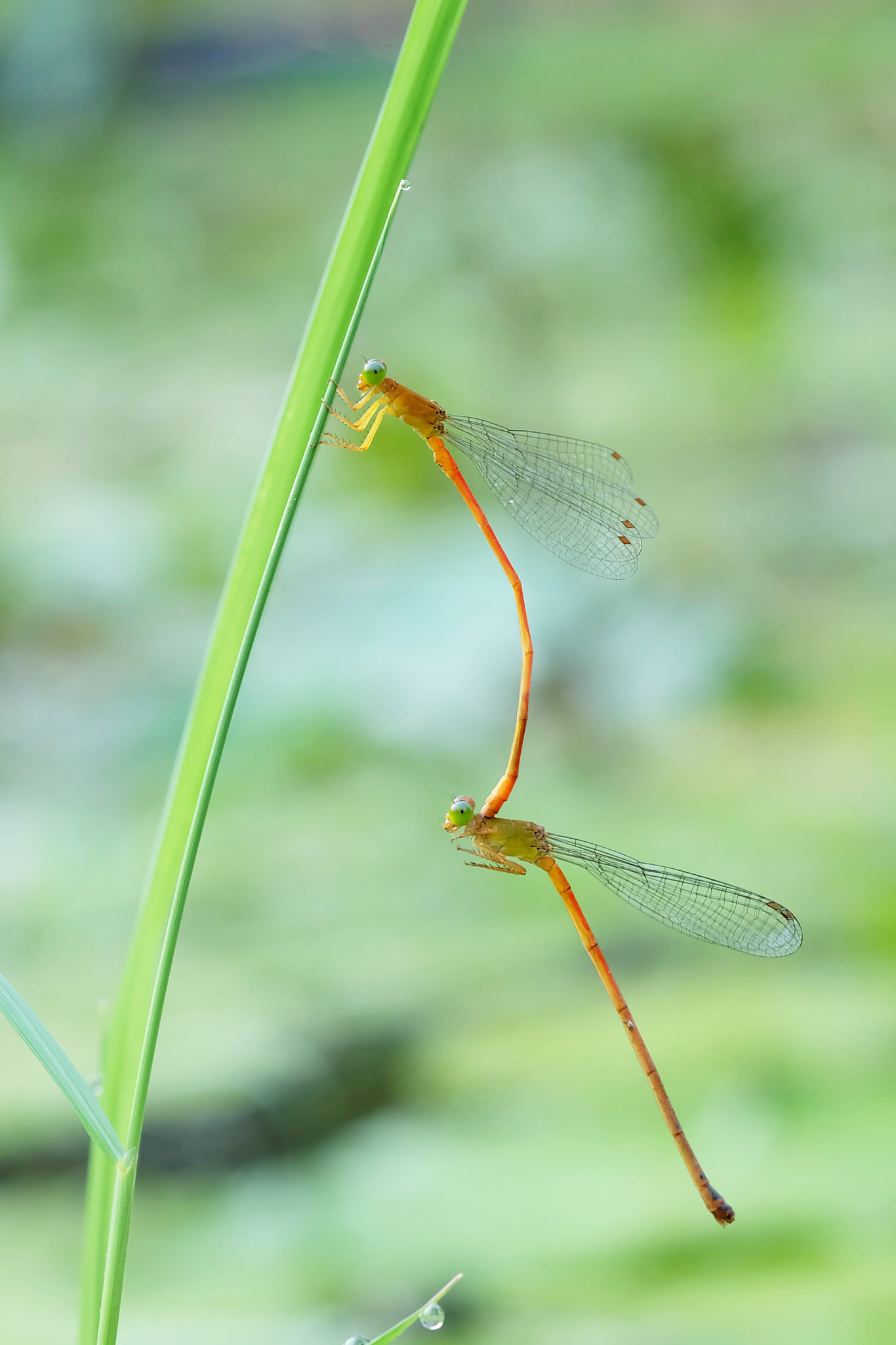 Pair of Mating Damselflies