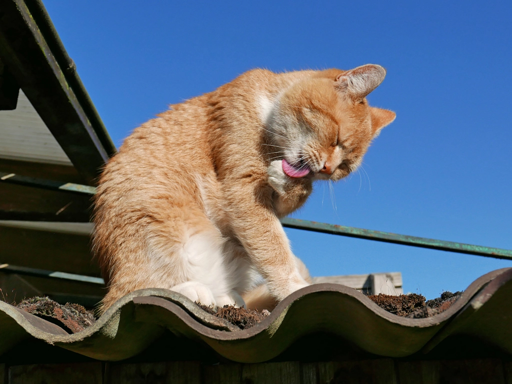 Cat on the Roof, автор — Ingrid Geiger на 500px.com