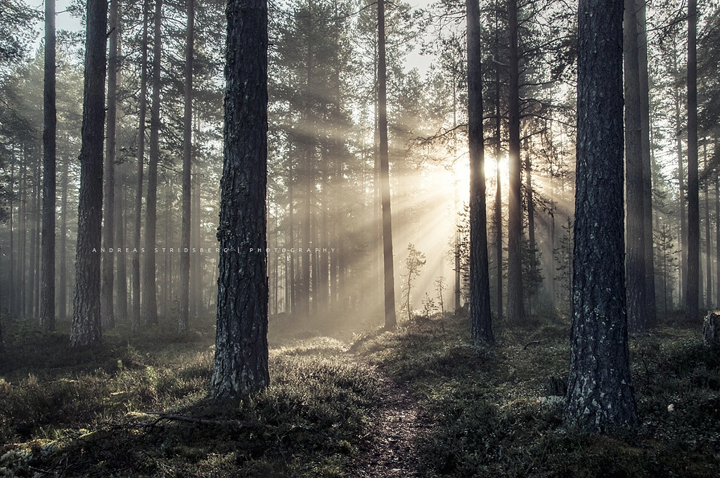 Andreas Stridsberg (Stridsberg) Photos / 500px