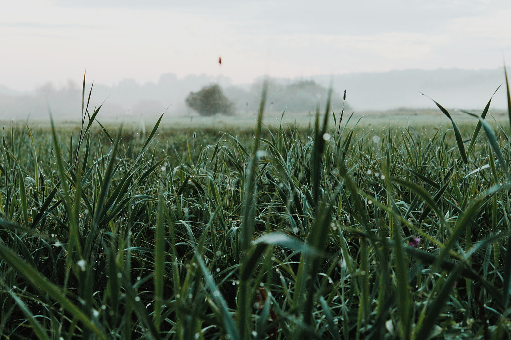Grassland, автор — Artur Sagan на 500px.com